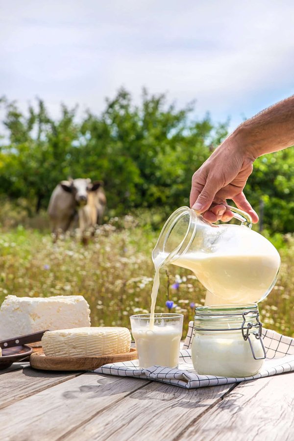 Fromage de vache : quels bienfaits sur la santé ?
